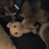 My dog loved these toys, I was hoping I could find them for her again. They aren’t actual “dog” toys but they made noise when you’d press them I remember. Kind of a shot in the dark but you never know, thanks!
