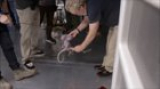 Where can I find a cheap life-sized alien covenant neomorph baby puppet?