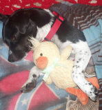 Looking for the duck in this photo,or one very similar. It used to be the dog’s favorite, and he recently passed.