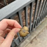 what is this thing i rescued and why is it so sticky? details in comments.